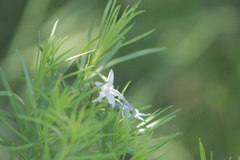 Amsonia ciliata