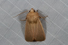 Leucania abdominalis