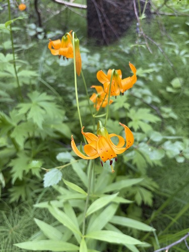 Lilium kelleyanum, photograph 1