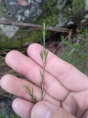 Baeckea linifolia