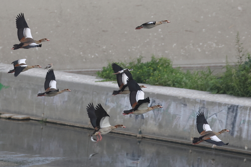 iNaturalist image