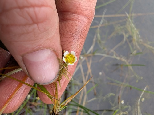 Ranunculus aquatilis, photograph 6