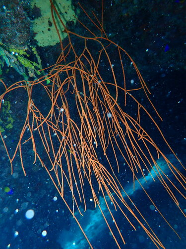 Ellisella observed 2026-07-26