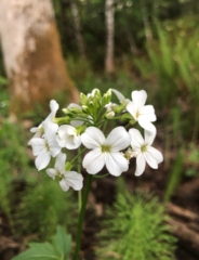 Cardamine angulata
