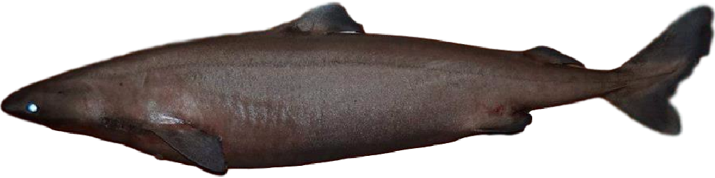 Little Sleeper Shark