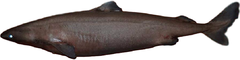 Little Sleeper Shark photo 1