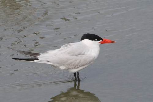 iNaturalist image