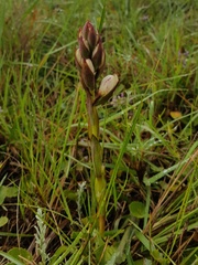 Satyrium sphaerocarpum