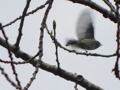 Setophaga coronata coronata