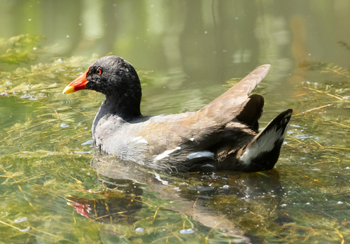 iNaturalist image