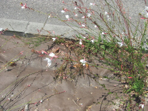 Oenothera lindheimeri