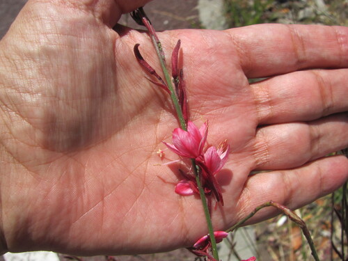 Oenothera lindheimeri