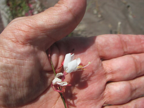 Oenothera lindheimeri