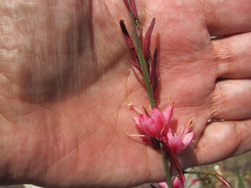 Oenothera lindheimeri