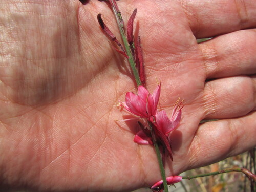 Oenothera lindheimeri