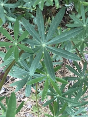 Lupinus latifolius wigginsii