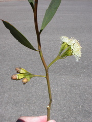 Eucalyptus steedmanii