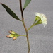 Eucalyptus steedmanii - Photo (c) Dean Nicolle,  זכויות יוצרים חלקיות (CC BY-NC), הועלה על ידי Dean Nicolle