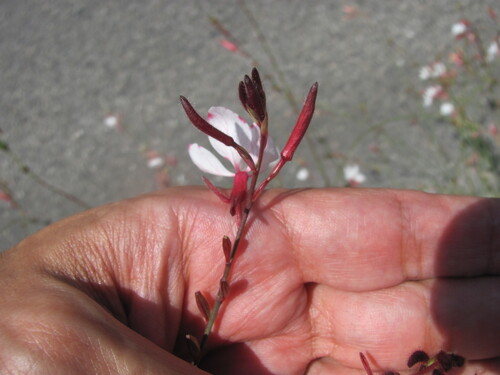 Oenothera lindheimeri