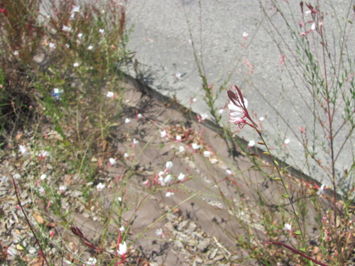 Oenothera lindheimeri