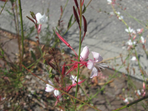 Oenothera lindheimeri