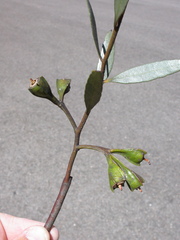 Eucalyptus steedmanii