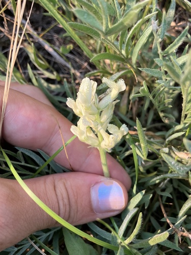 Oxytropis sericea, photograph 1