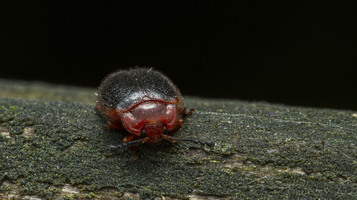 Stenotarsus observed 2026-07-05