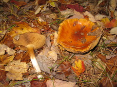 Cortinarius mucosus