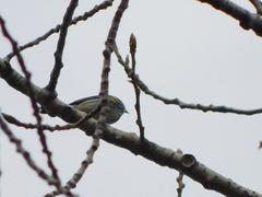 Setophaga coronata coronata