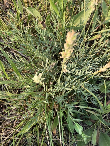 Oxytropis sericea, photograph 2