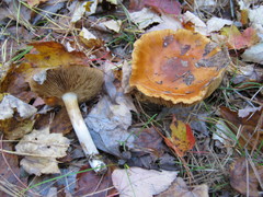 Cortinarius mucosus
