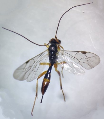 Mesochorus gemellus