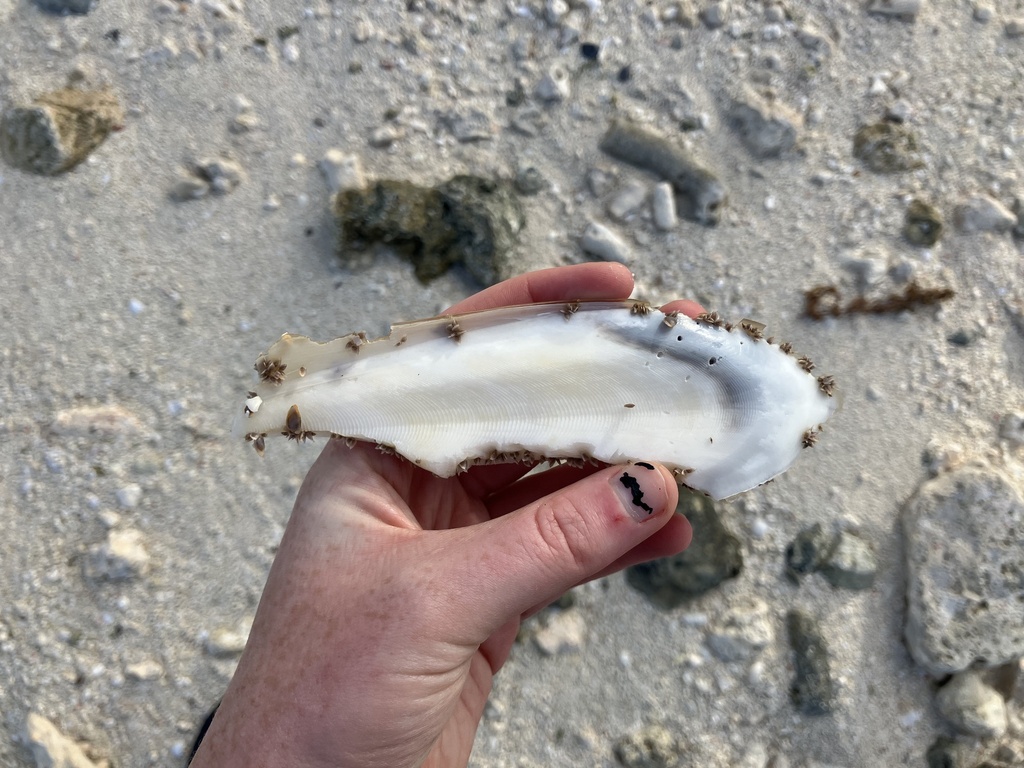 Whitley's Cuttlefish