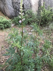 Lupinus latifolius wigginsii