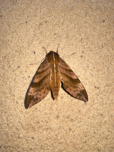 Ampelophaga rubiginosa