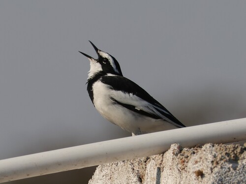 iNaturalist image