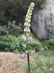 Lupinus latifolius wigginsii