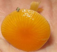 Gliophorus perplexus