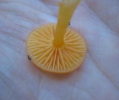 Gliophorus perplexus