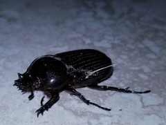 Phileurus