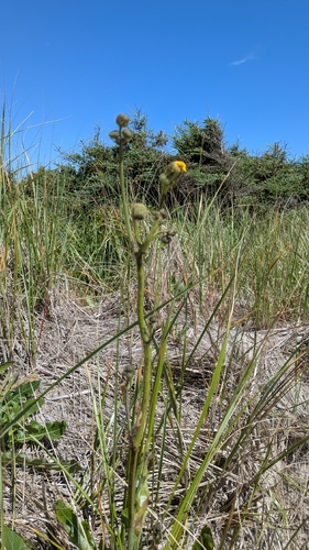 Unknown Species