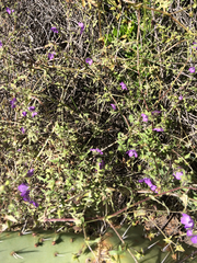 Pholistoma auritum auritum