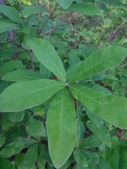 Quercus oglethorpensis