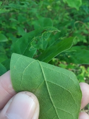 Quercus oglethorpensis