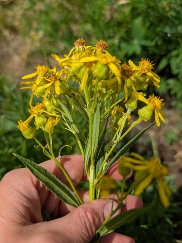 Senecio serra, photograph 4