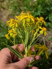 Senecio serra, photograph (c) Alissa Iverson, some rights reserved (CC BY)