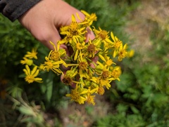 Senecio serra, photograph (c) Alissa Iverson, some rights reserved (CC BY)