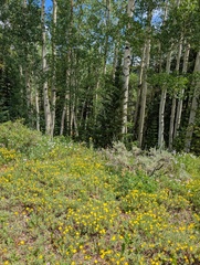 Senecio serra, photograph (c) Alissa Iverson, some rights reserved (CC BY)