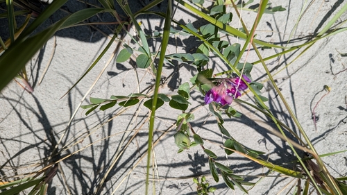 seaside pea